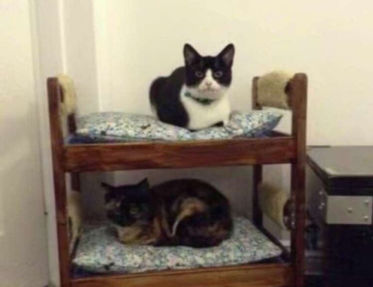 can hell2mize run on pc