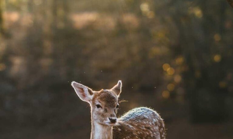 how to grill renkooki