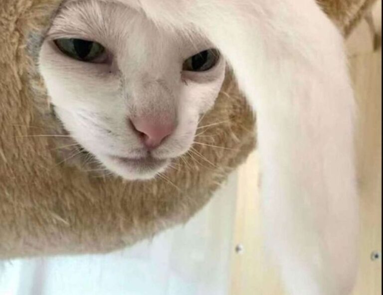 how zayepro pharmaceuticals ltd marketed