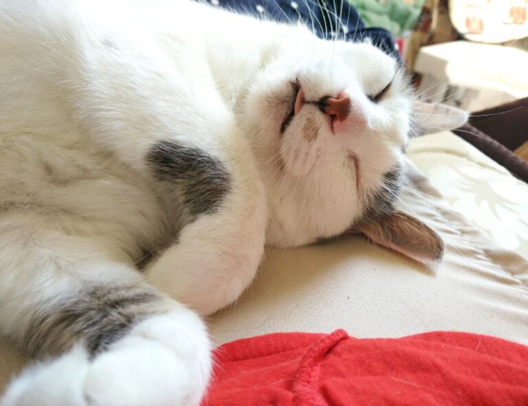 results sffareboxing sportsfanfare