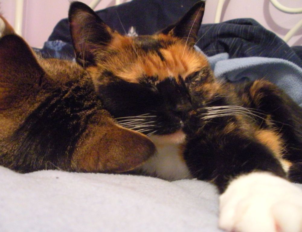 sffarebaseball statistics 2023