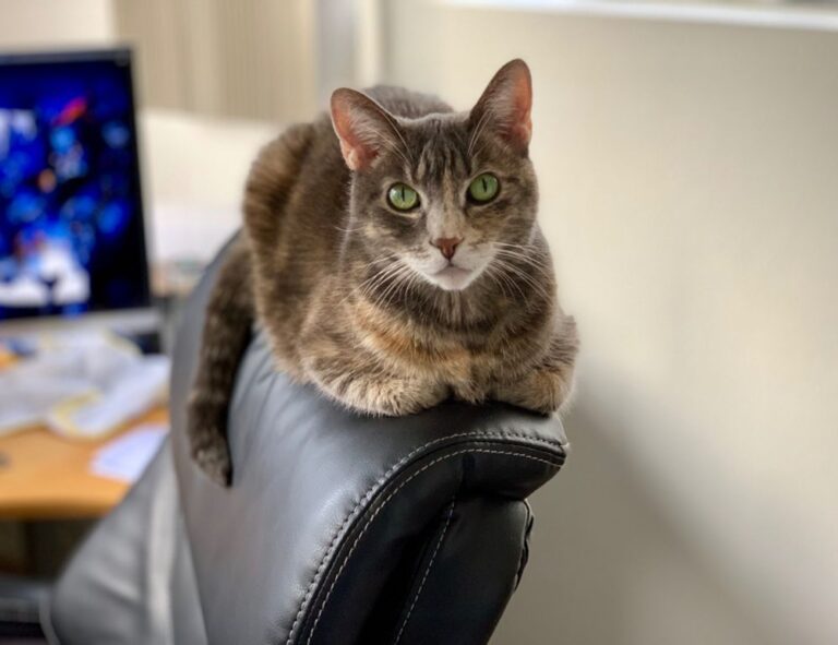 sffareboxing fixtures from sportsfanfare