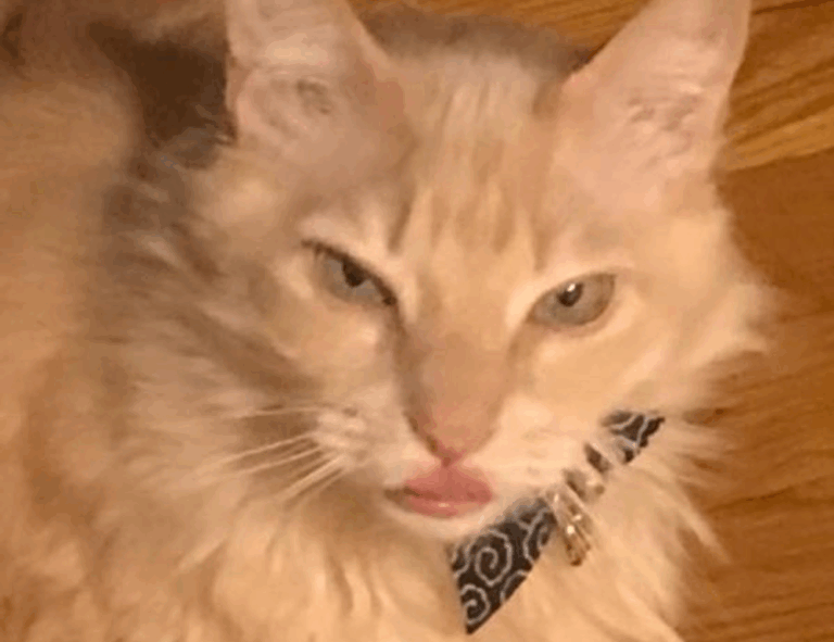 sffareboxing results