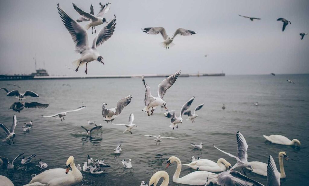 sffareboxing schedules 2022