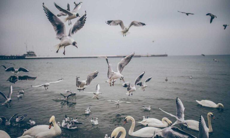 sffareboxing schedules 2022