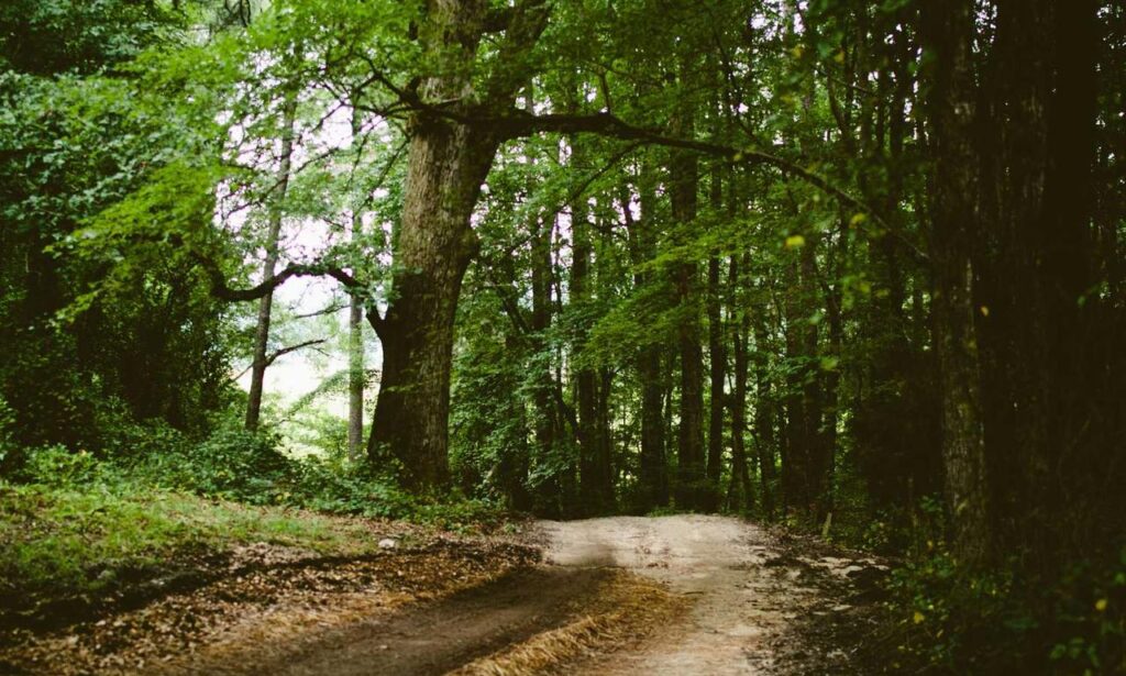 vloweves game information and facts