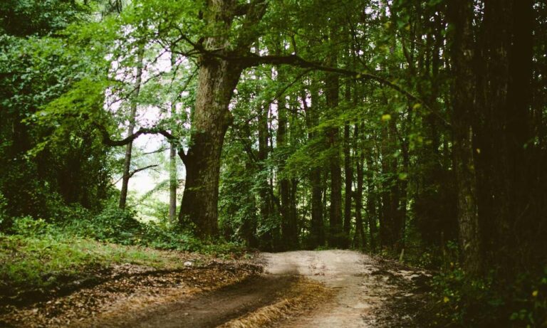 vloweves game information and facts