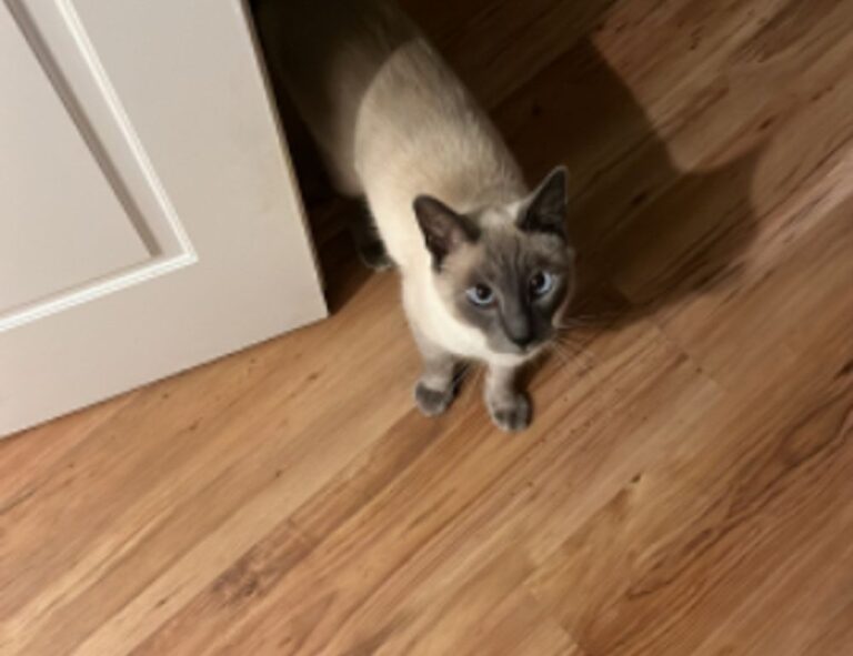 why can't i full screen my game marshock200 on pc