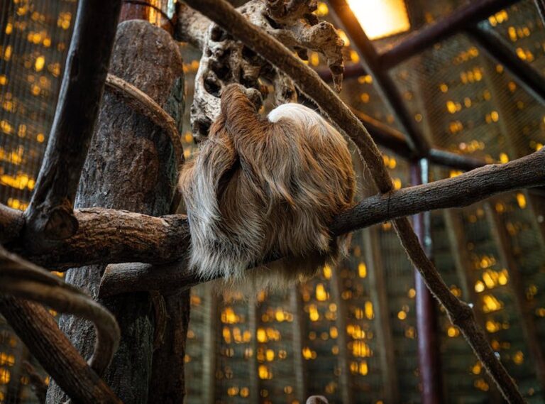 osos maduros enfermedad